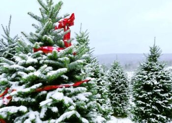 Heartbreaking: Beloved Christmas Trees Threatened by Climate Change; According to… read more
