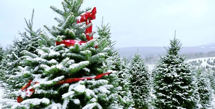 Heartbreaking: Beloved Christmas Trees Threatened by Climate Change; According to… read more