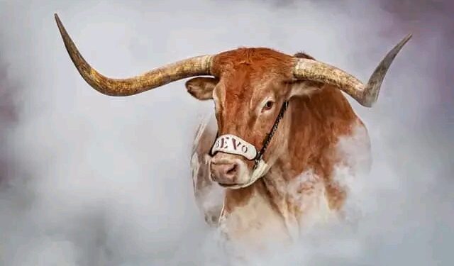 🤘🏼Hook’Em Horns🤘🏼! Longhorns Stand Tall: Texas Represents SEC in College Football Playoff