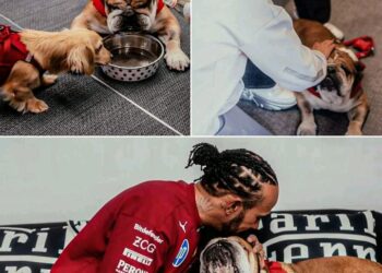 Lewis Hamilton’s Dog Roscoe Meets Kimi Räikkönen and His Son Leo at Silverstone – The Wholesome Moment We All Needed 🥹