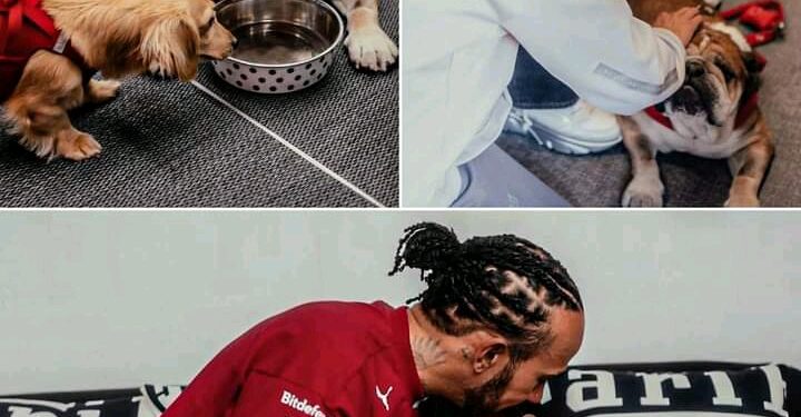 Lewis Hamilton’s Dog Roscoe Meets Kimi Räikkönen and His Son Leo at Silverstone – The Wholesome Moment We All Needed 🥹